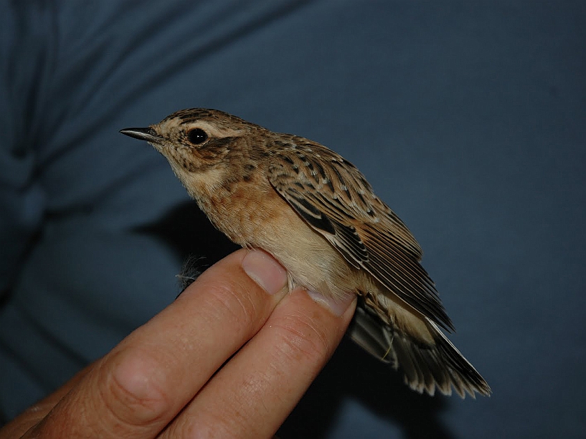 Whinchat, Sundre 